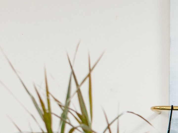 Las mejores propuestas de moda de Zeano Designs | Crédito Pexels