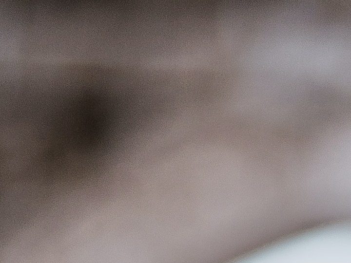 Pelo largo y sin orzuela | Crédito Pexels