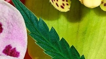 beneficios del cbd para la piel
