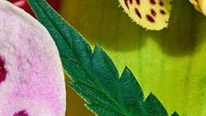 beneficios del cbd para la piel