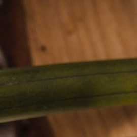 beneficios del aceite de arbol de te en la piel