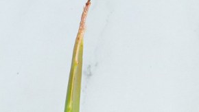 remedios caseros y naturales para la caspa