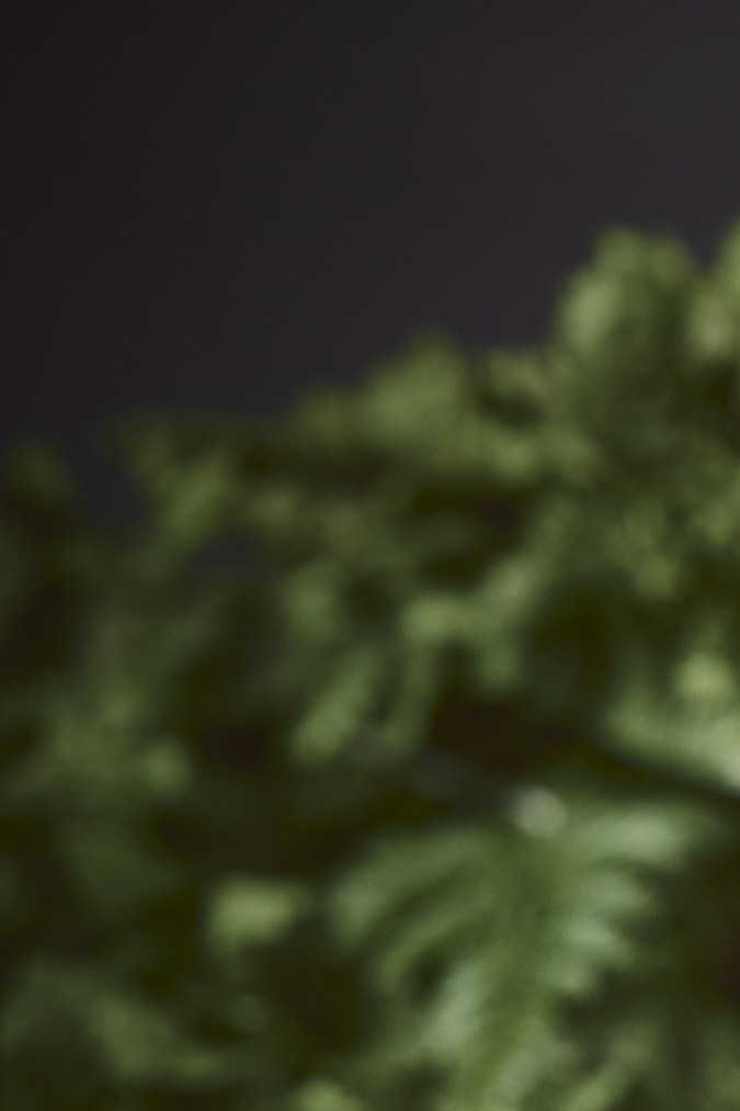 productos de la marca para el cabello de jomari goyso