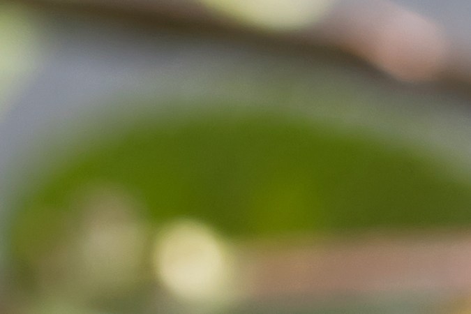 Aceite de rosa mosqueta