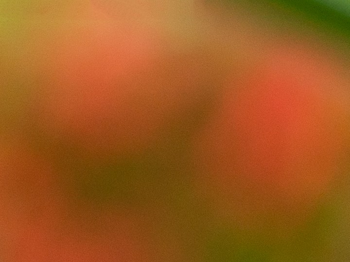Aloe vera y vitamina E