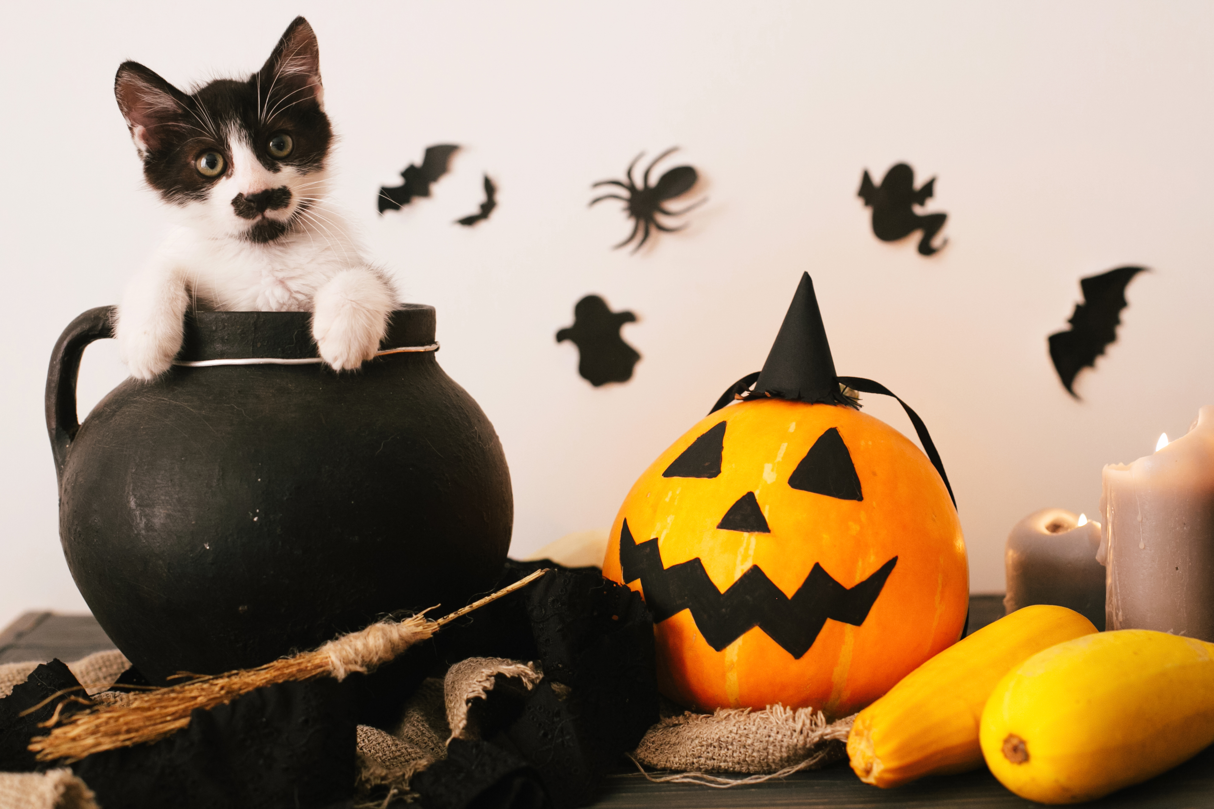 Uñas con gatos para Halloween: tiernas ideas para una noche de terror -  Bien Bonita