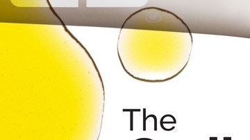 The Ordinary
