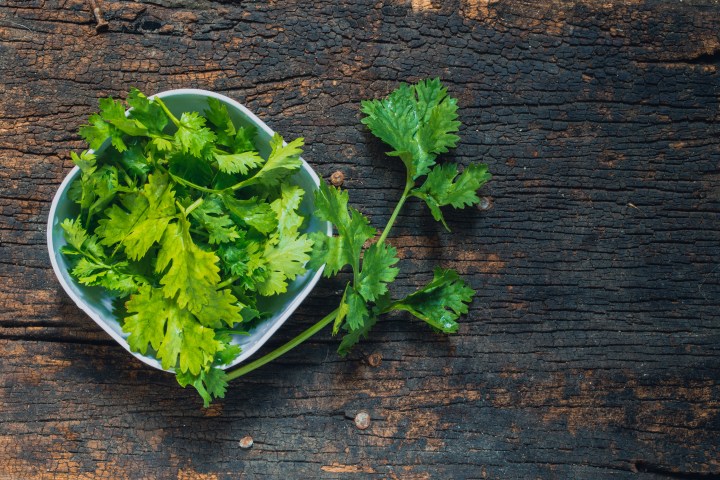 Cilantro