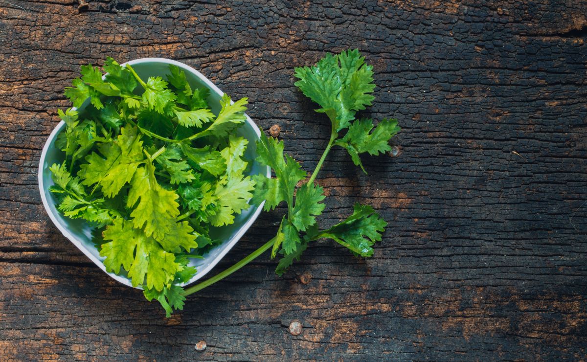 Cómo usar el cilantro para combatir el acné en el rostro Bien Bonita
