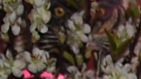 Kendall y Kylie Jenner