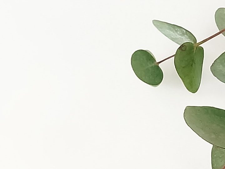 Pelo