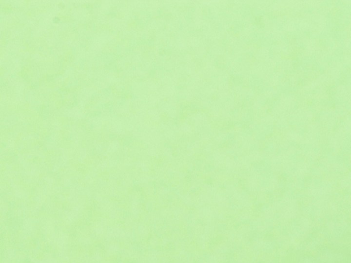 Hongos