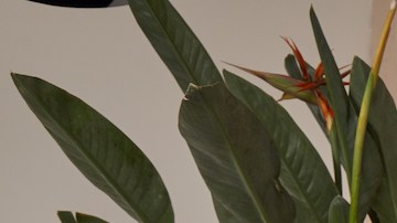 Dupes de Free People: prendas muy similares que puedes comprar en Amazon por menos dinero