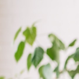 Hair Oiling: qué es, beneficios, qué aceite elegir y cómo aplicarlo en el cabello