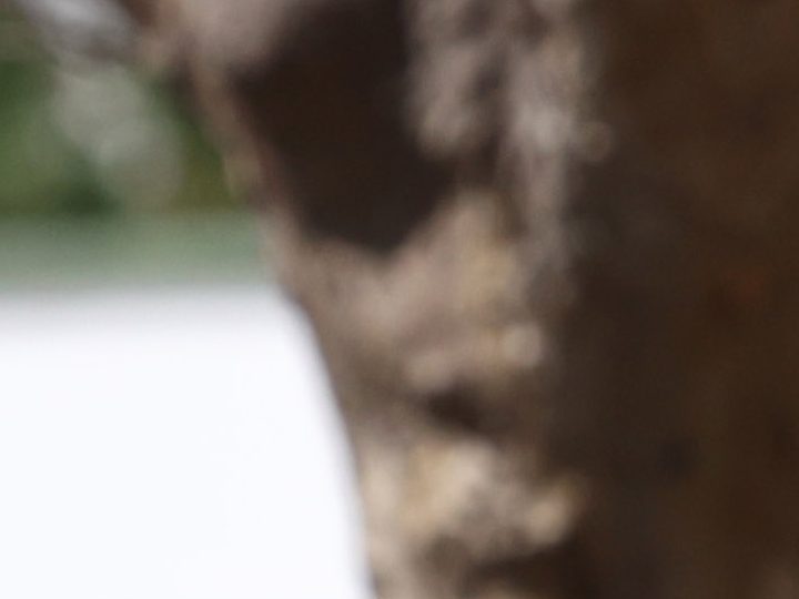 Letizia