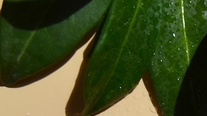 5 populares perfumes con notas de pera que te dejarán un aroma fresco y limpio