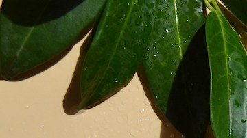 5 populares perfumes con notas de pera que te dejarán un aroma fresco y limpio