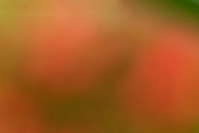 El aloe vera ayuda a mejorar el aspecto del cabello.