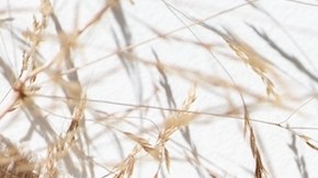 6 populares perfumes con notas de coco para asegurarte de que el verano nunca termine