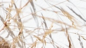 6 populares perfumes con notas de coco para asegurarte de que el verano nunca termine