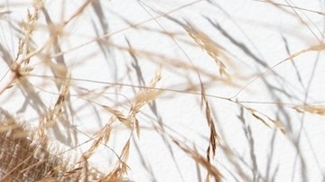6 populares perfumes con notas de coco para asegurarte de que el verano nunca termine