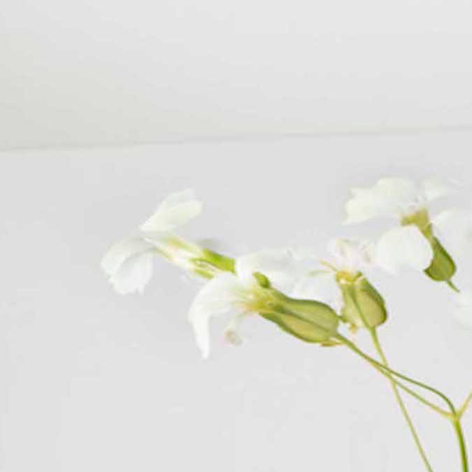 7 perfumes con notas de flor de naranja que te dejarán un aroma fresco y atractivo