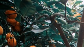 Disfraces para Halloween 2023: 9 alas que puedes comprar en Amazon desde $15 dólares