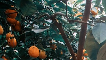 Disfraces para Halloween 2023: 9 alas que puedes comprar en Amazon desde $15 dólares