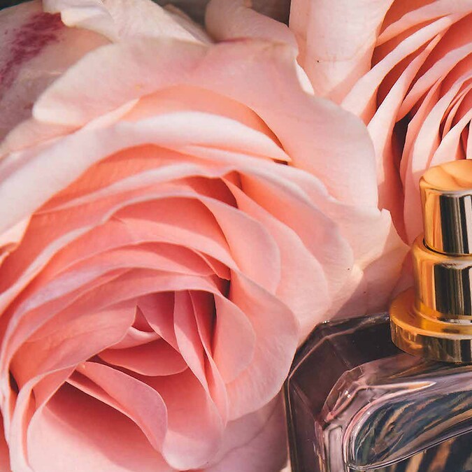 7 perfumes con notas de rosa para conseguir un aroma delicado, femenino y elegante