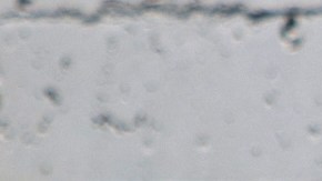 Shakira viaja de emergencia a Colombia porque la salud de su padre ha empeorado