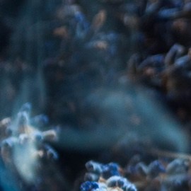 8 velas aromáticas de lavanda que le darán un toque de paz y armonía a tus espacios