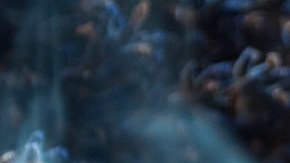 8 velas aromáticas de lavanda que le darán un toque de paz y armonía a tus espacios