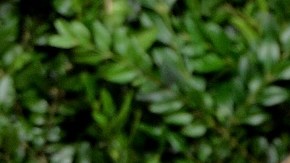 Victoria y David Beckham hablan por primera vez sobre los rumores de infidelidad