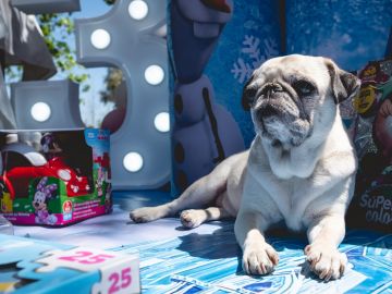 7 lindos regalos de Navidad 2023 para tu mascota que tienen temática de Disney