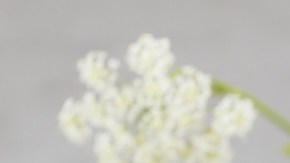 Cómo saber si un perfume Carolina Herrera es original: claves para descubrirlo