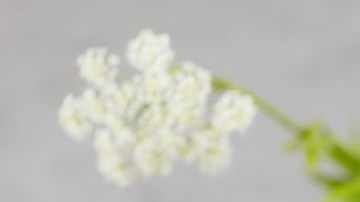 Cómo saber si un perfume Carolina Herrera es original: claves para descubrirlo