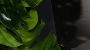 Meghan Markle y el príncipe Harry sorprenden en la alfombra roja de la película de Bob Marley