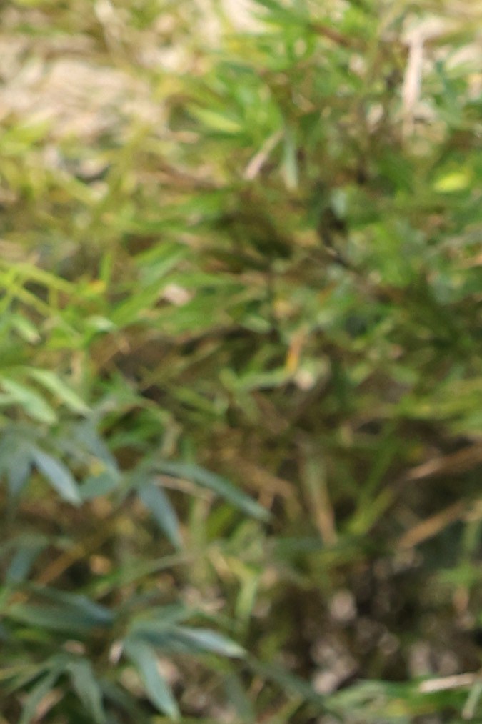 Miguel Ángel Silvestre en Milan Fashion Week Men's 2024.