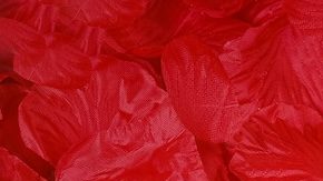 Regalos de San Valentín para perro: 7 detalles para celebrar este día con tu amigo de 4 patas