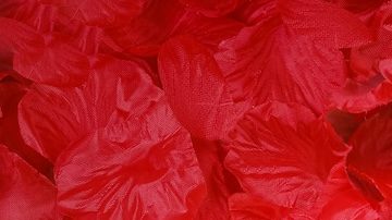 Regalos de San Valentín para perro: 7 detalles para celebrar este día con tu amigo de 4 patas