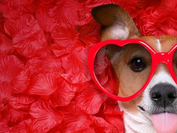 Regalos de San Valentín para perro: 7 detalles para celebrar este día con tu amigo de 4 patas