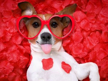 Regalos de San Valentín para perro: 7 detalles para celebrar este día con tu amigo de 4 patas