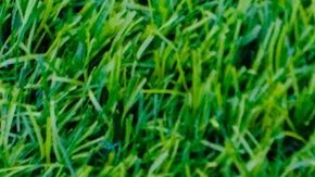 Termo rosa de Corkcicle acostado sobre el pasto verde.