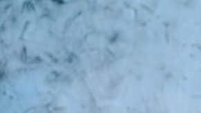 Consigue unos populares pantalones deportivos de pierna ancha en Amazon desde $11 dólares