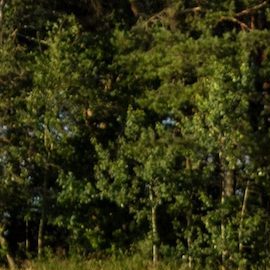 Mujer joven de pie en un campo de trigo con la salida del sol al fondo.