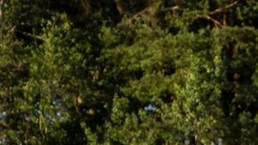 Mujer joven de pie en un campo de trigo con la salida del sol al fondo.