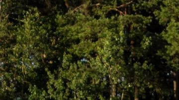 Mujer joven de pie en un campo de trigo con la salida del sol al fondo.