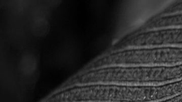 Retrato en blanco y negro de una mujer donde los labios aparecen en color rojo.