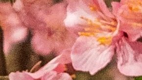 Diana de Gales usó los mejores perfumes para sentirse elegante y femenina.
