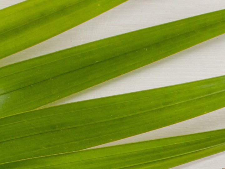 Elige el accesorio ideal para regalarle a tu mamá en su día especial.